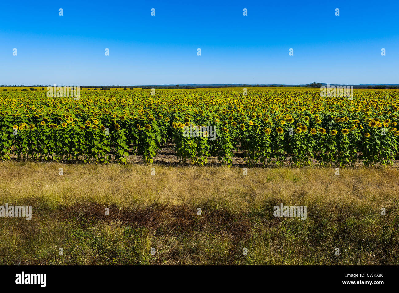 Sunflowers ready for harvest hires stock photography and images Alamy