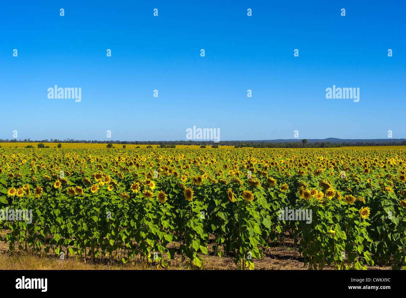 Sunflowers ready for harvest hires stock photography and images Alamy