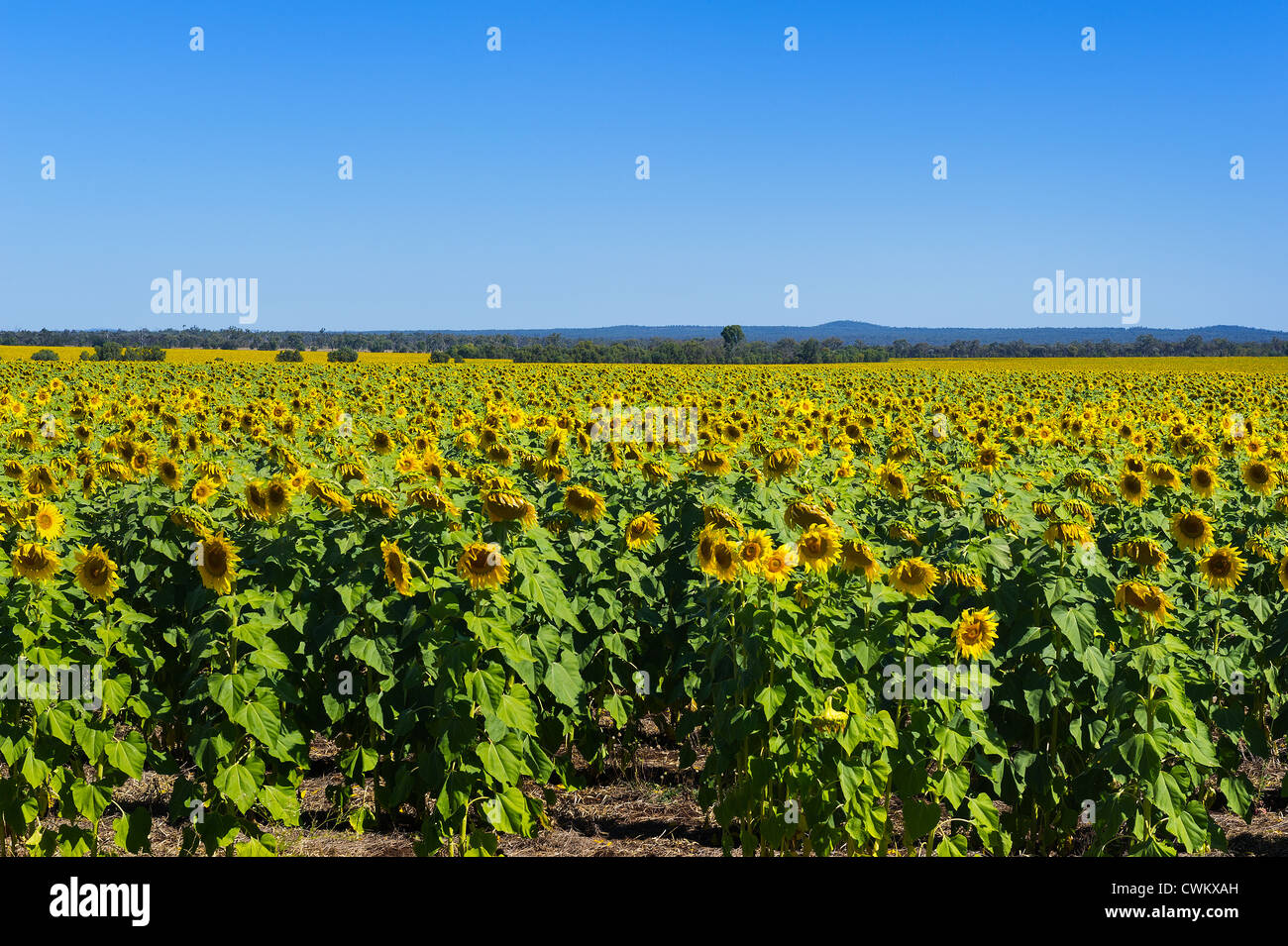 Sunflower crop North Queensland Australia Stock Photo Alamy