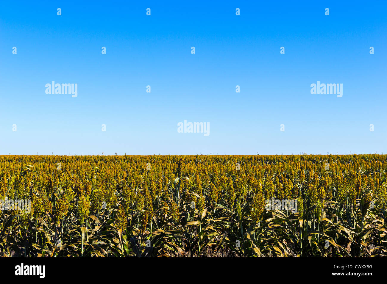 Sorghum plantations hi-res stock photography and images - Alamy