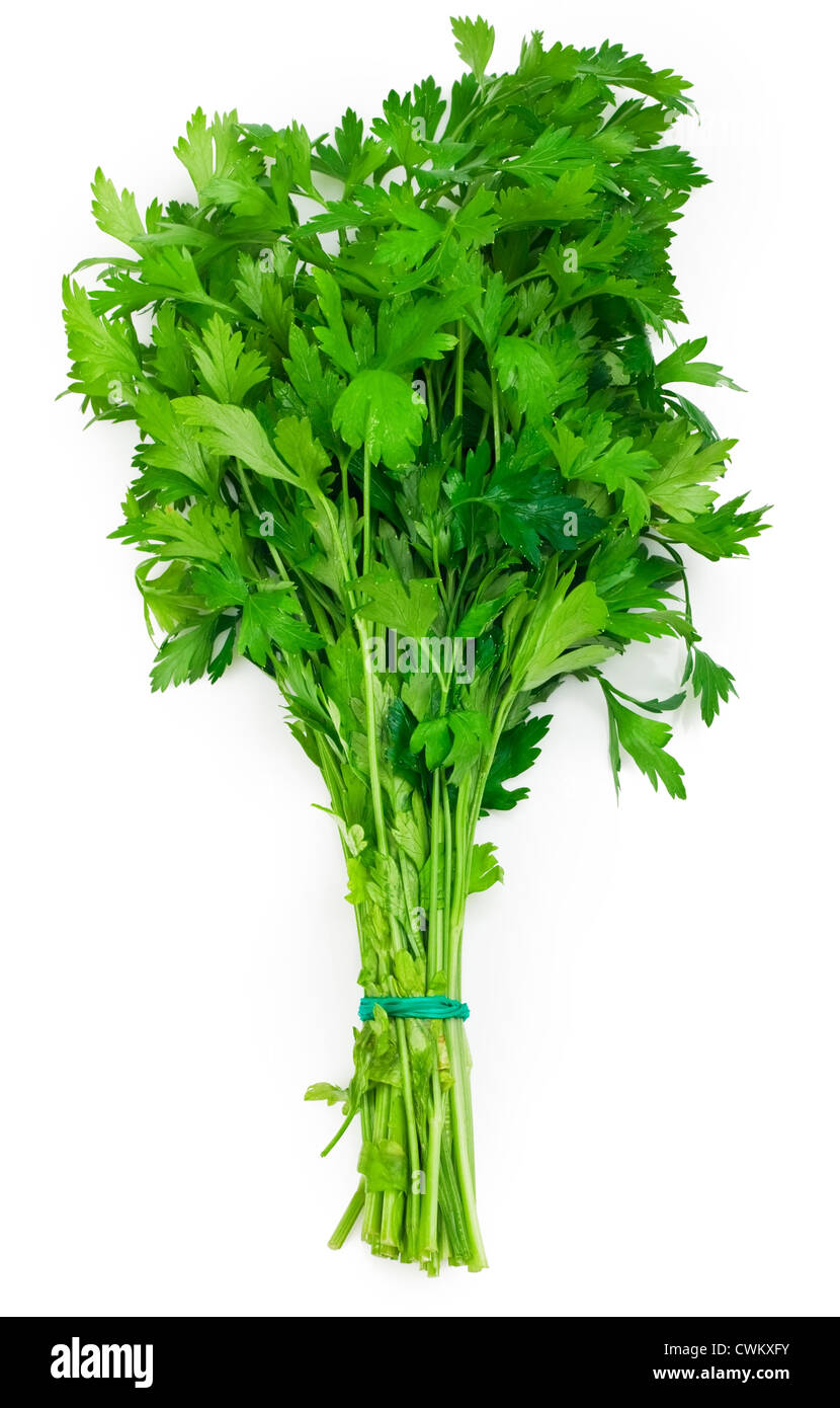 Bunch of fresh parsley isolated over white background Stock Photo
