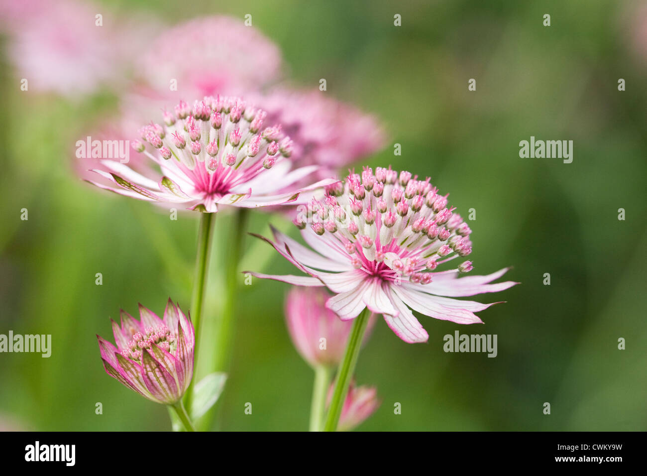 Astrantia major 'Roma'. Pink Masterwort flowers. Stock Photo