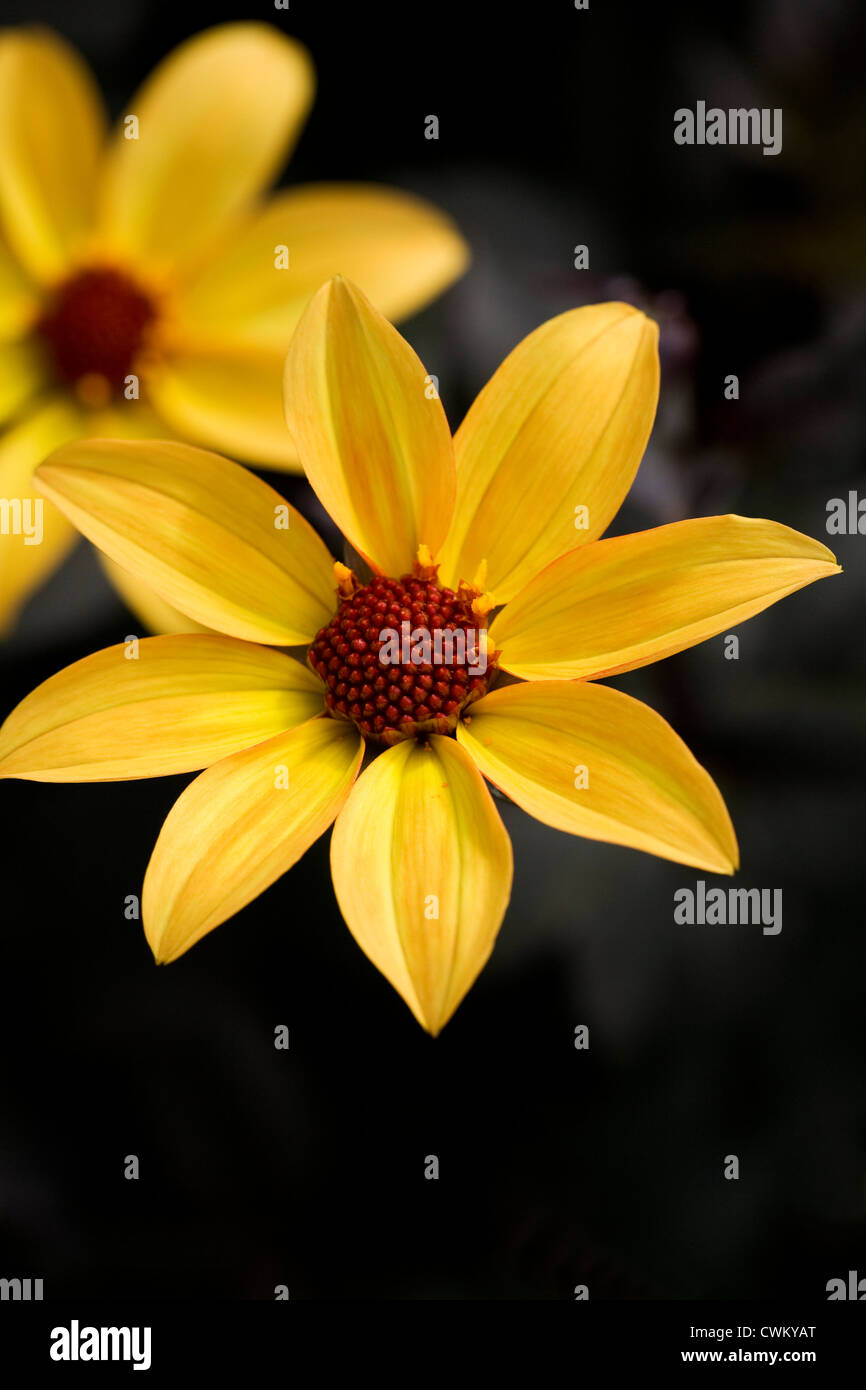 Dahlia 'Bishop of York'. Stock Photo