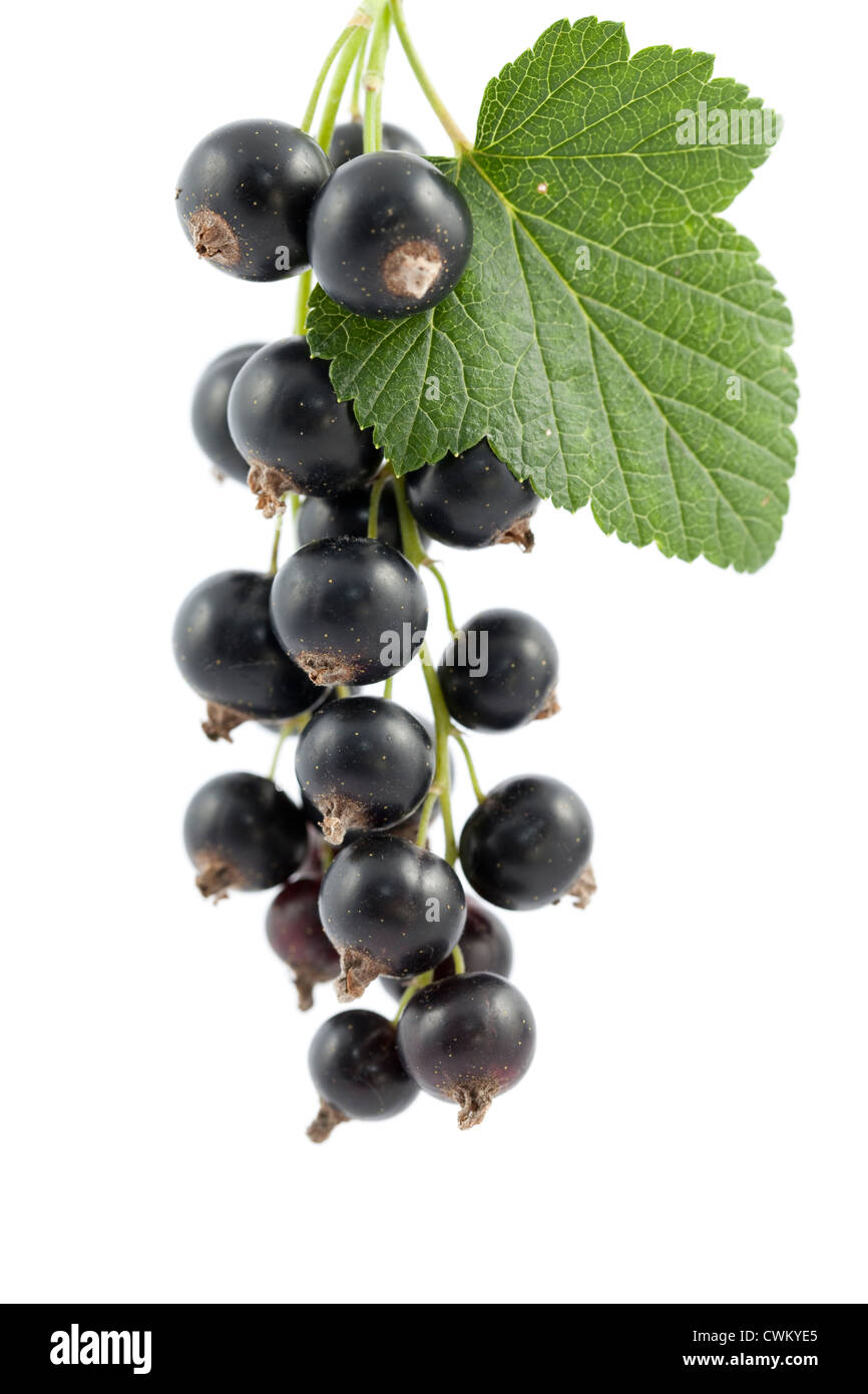 bunch black currant with leaf on white background Stock Photo