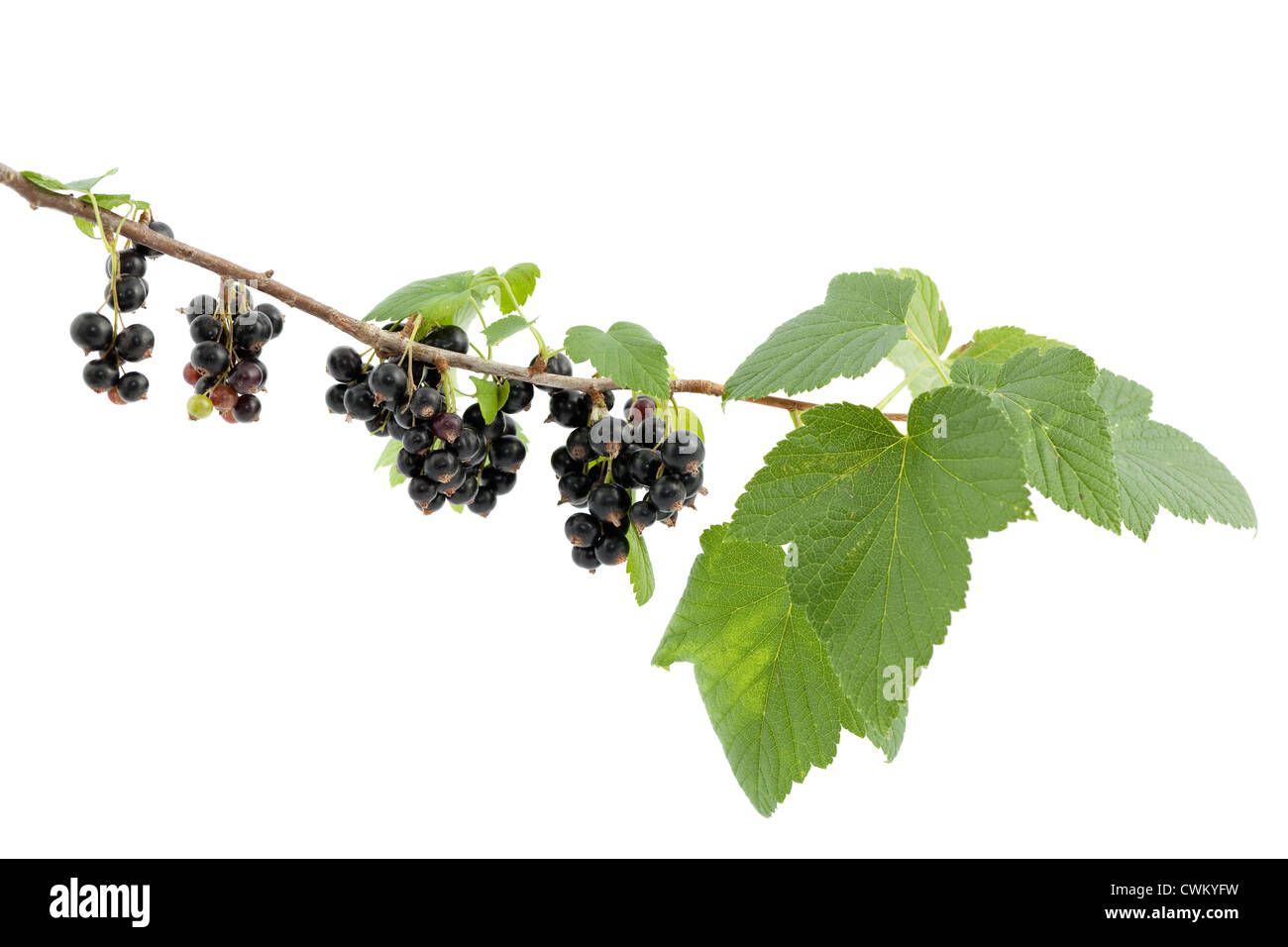 bunch black currant with leaf on branch Stock Photo