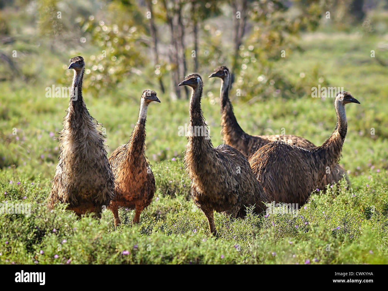 Outback Australian Animals High Resolution Stock Photography and Images -  Alamy