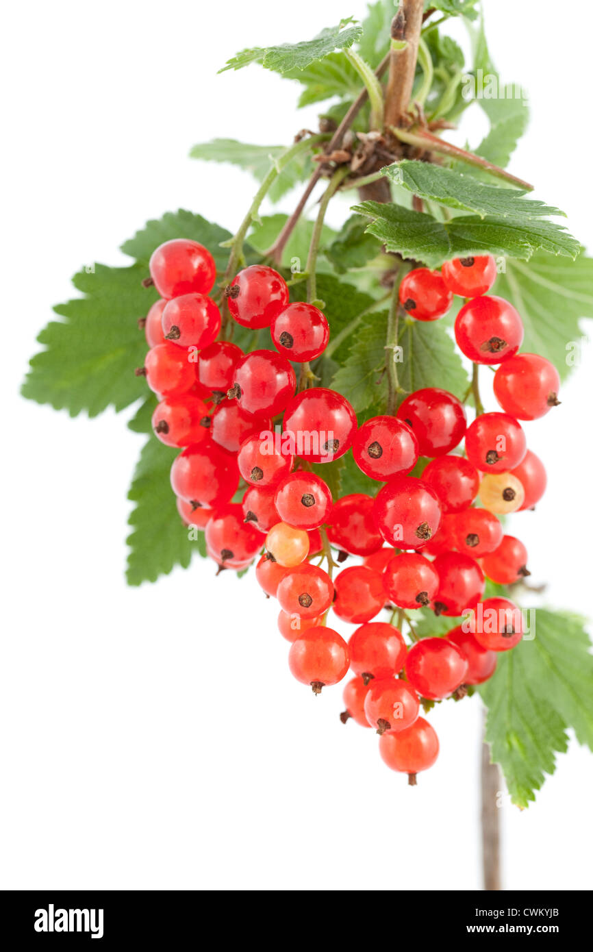 bunch red currant with green leaf on branch Stock Photo
