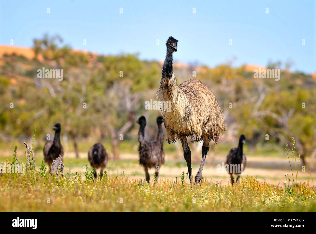 Group of emus hires stock photography and images Alamy
