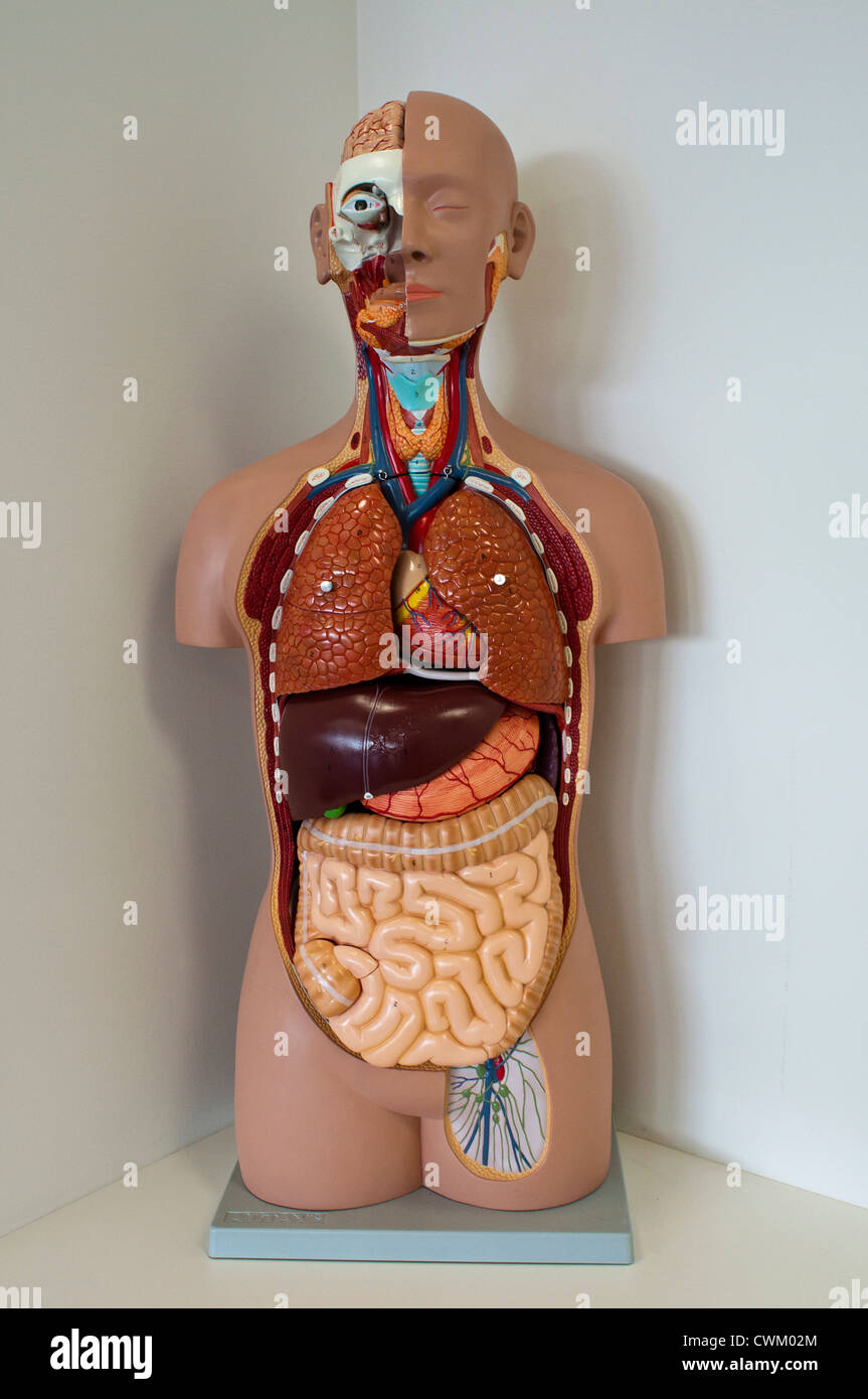 Anatomical medical figure showing internal organs of the body Stock Photo