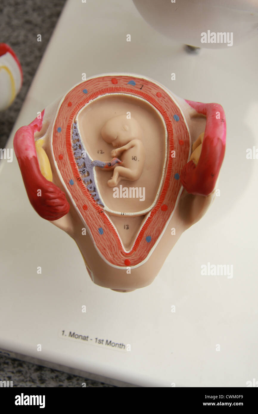 Anatomical Model of the Fetus in Uterus Stock Photo