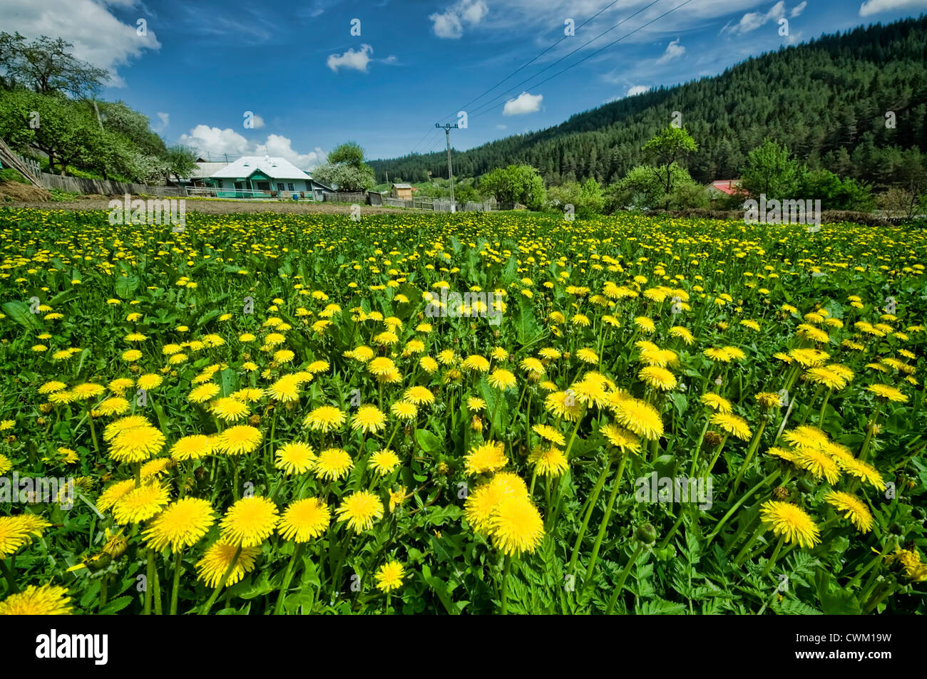 Meadow with yellow dandelions in village Stock Photo