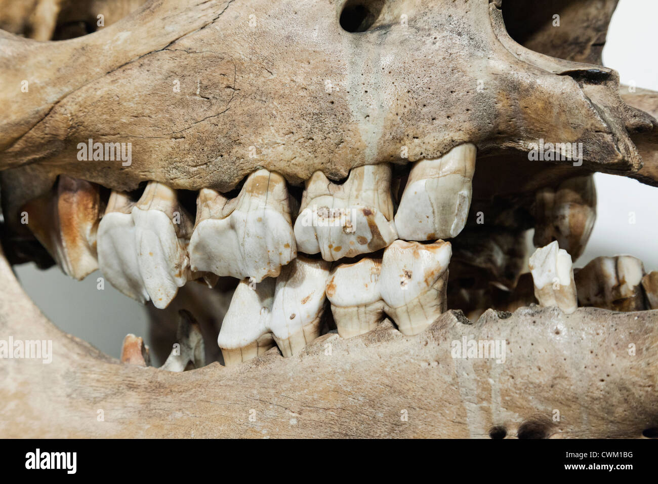 England, London, University College London, The Grant Museum of Zoology, Javan Rhinoceros Skull Stock Photo