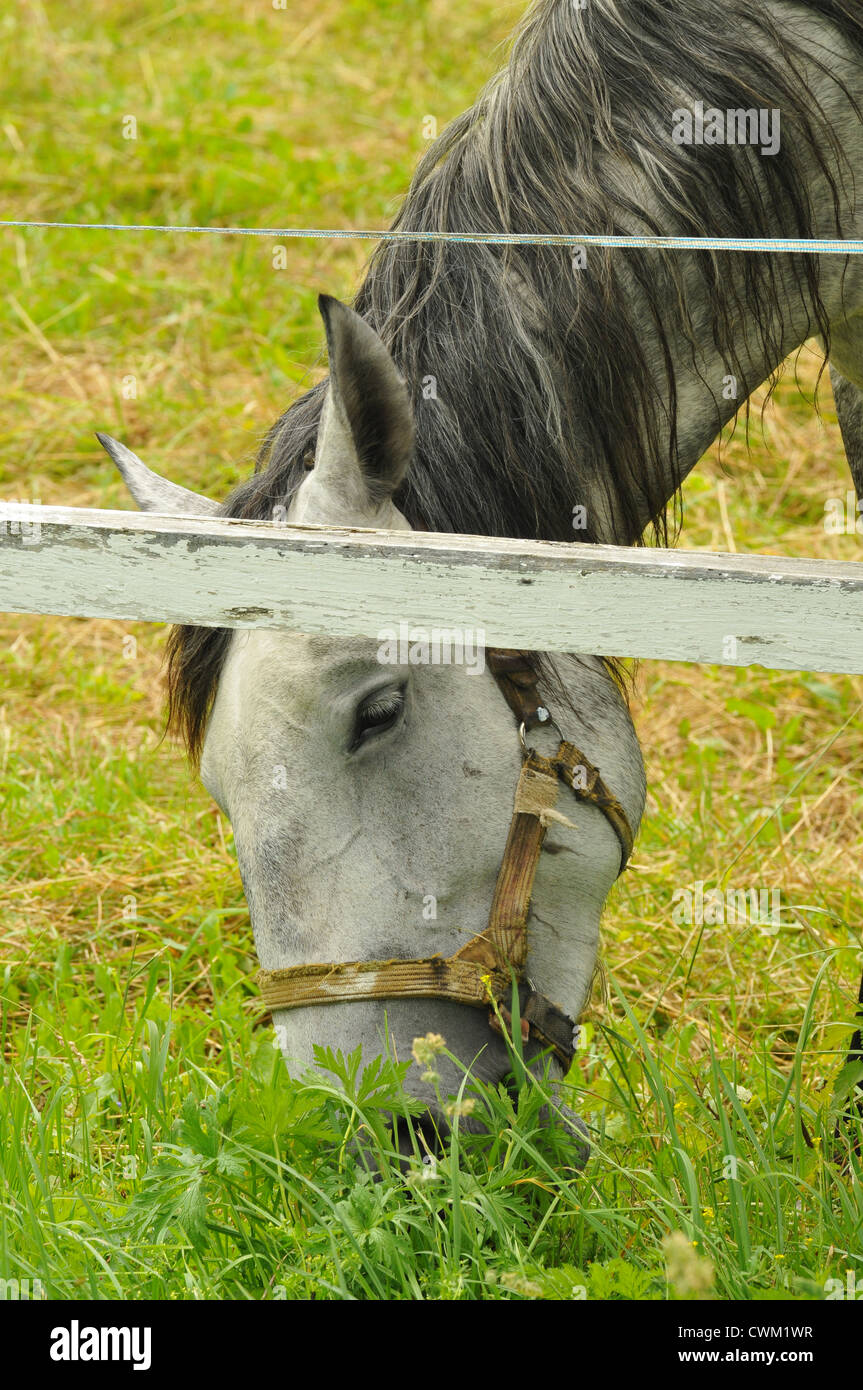 Stud Farm Kladruby Stock Photo Alamy
