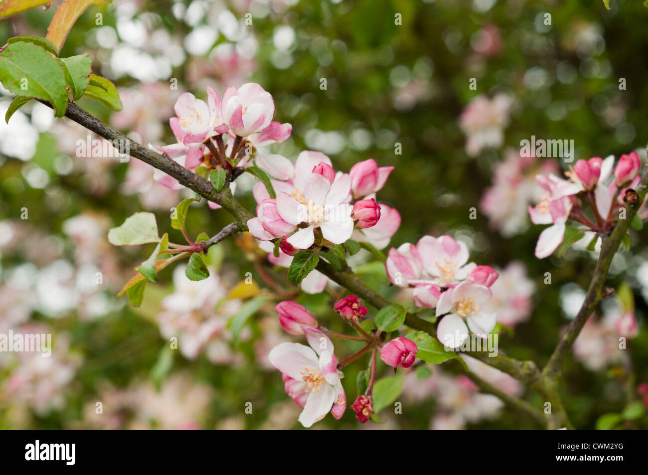 Apple Blossom on a wild apple tree Stock Photo