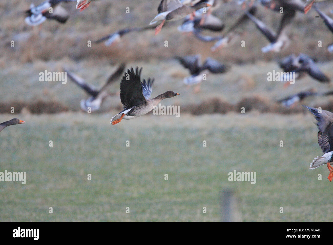 Tundra Bean Goose Anser fabalis rossicus with Greylag Geese Anser anser