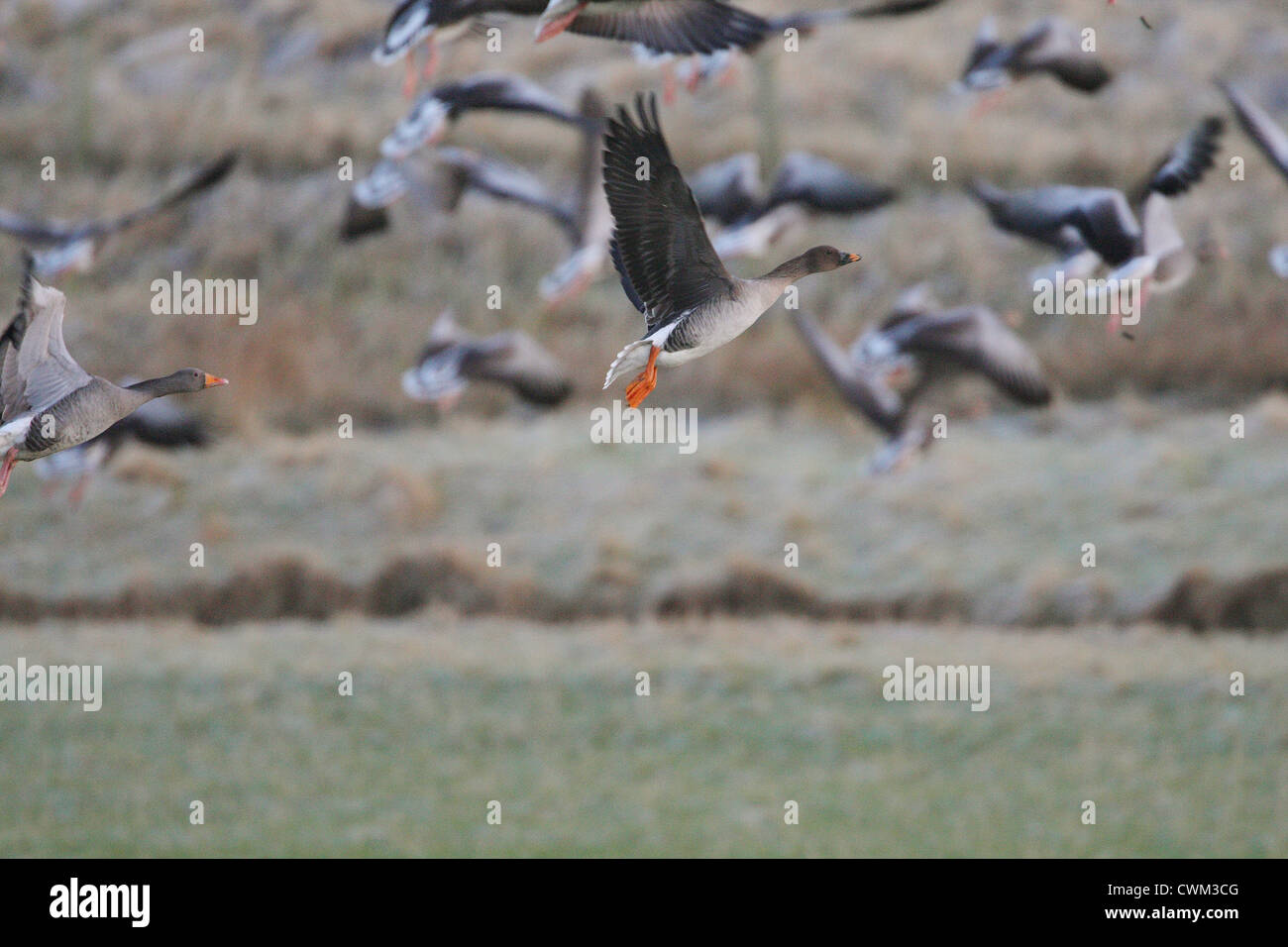 Tundra Bean Goose Anser fabalis rossicus with Greylag Geese Anser anser Shetland, Scotland, UK
