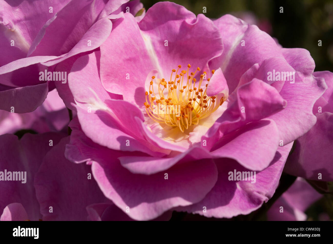 An open bloom of fragrant rose variety 'Lucky' Stock Photo