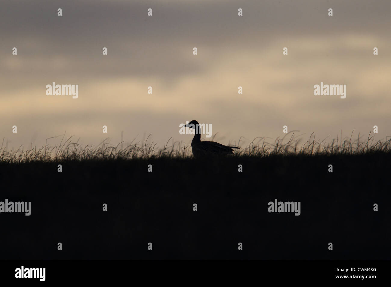 Taiga Bean Goose Anser fabalis Shetland, Scotland, UK Stock Photo Alamy