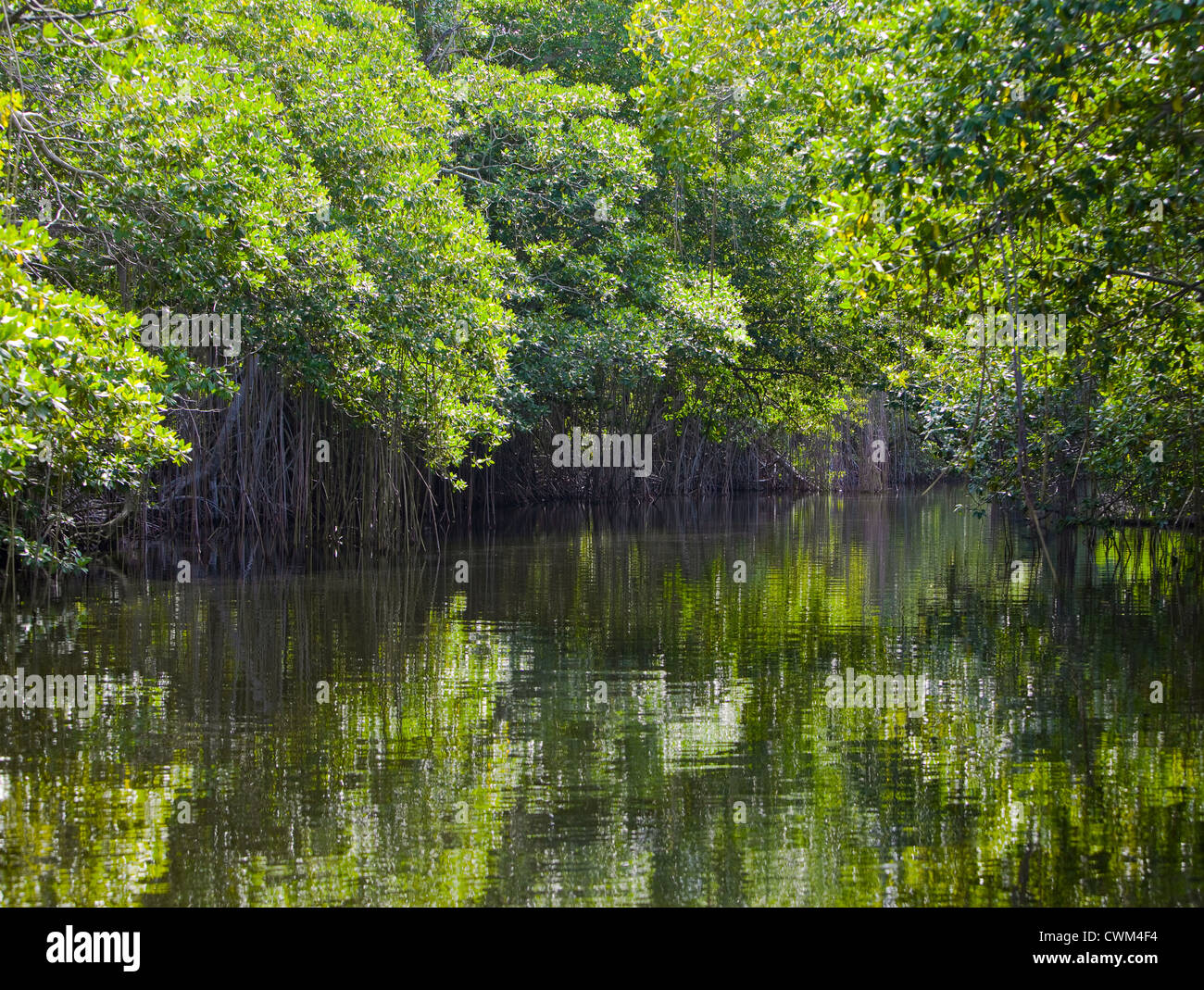 Jamaica. On the Black river Stock Photo Alamy
