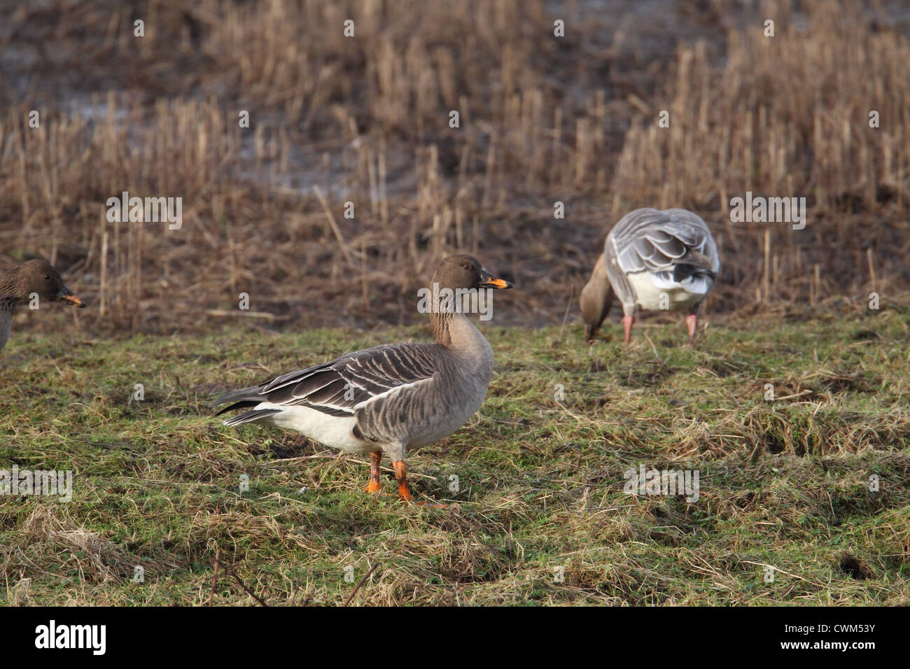 Tundra Bean Goose Anser fabalis rossicus with Pinkfooted Goose Anser brachyrhynchus in