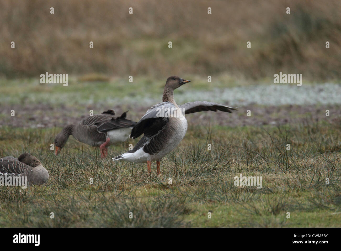 Tundra Bean Goose Anser fabalis rossicus Shetland, Scotland, UK Stock Photo Alamy