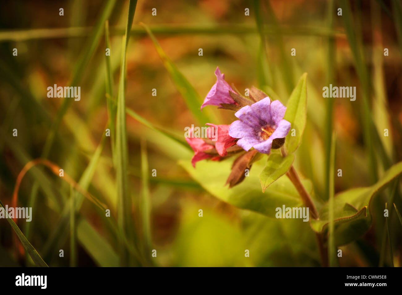 Pink and purple wildflowers hi-res stock photography and images - Alamy