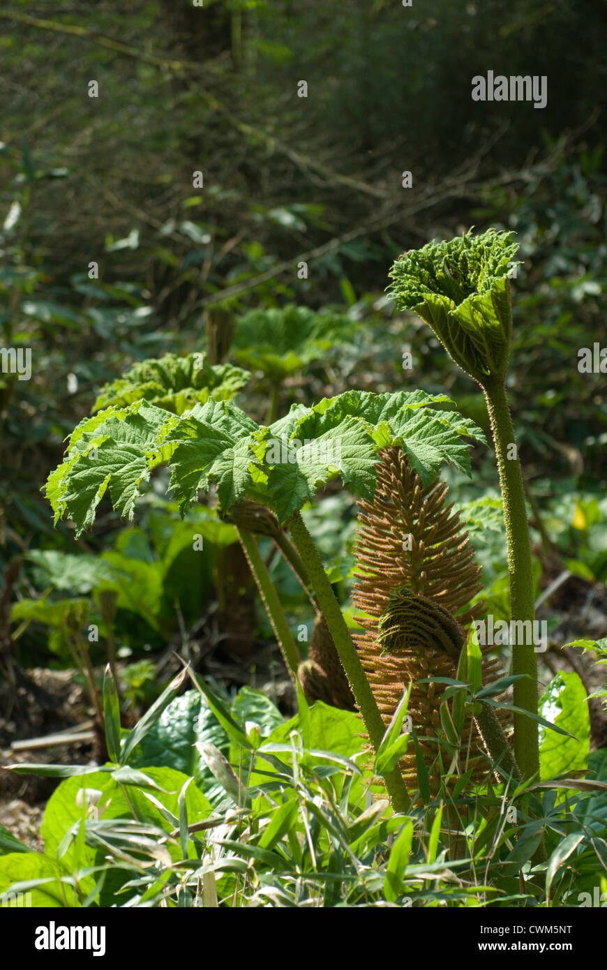gunnera-manicata-plant-showing-the-enormous-leaves-stem-and-flower-on
