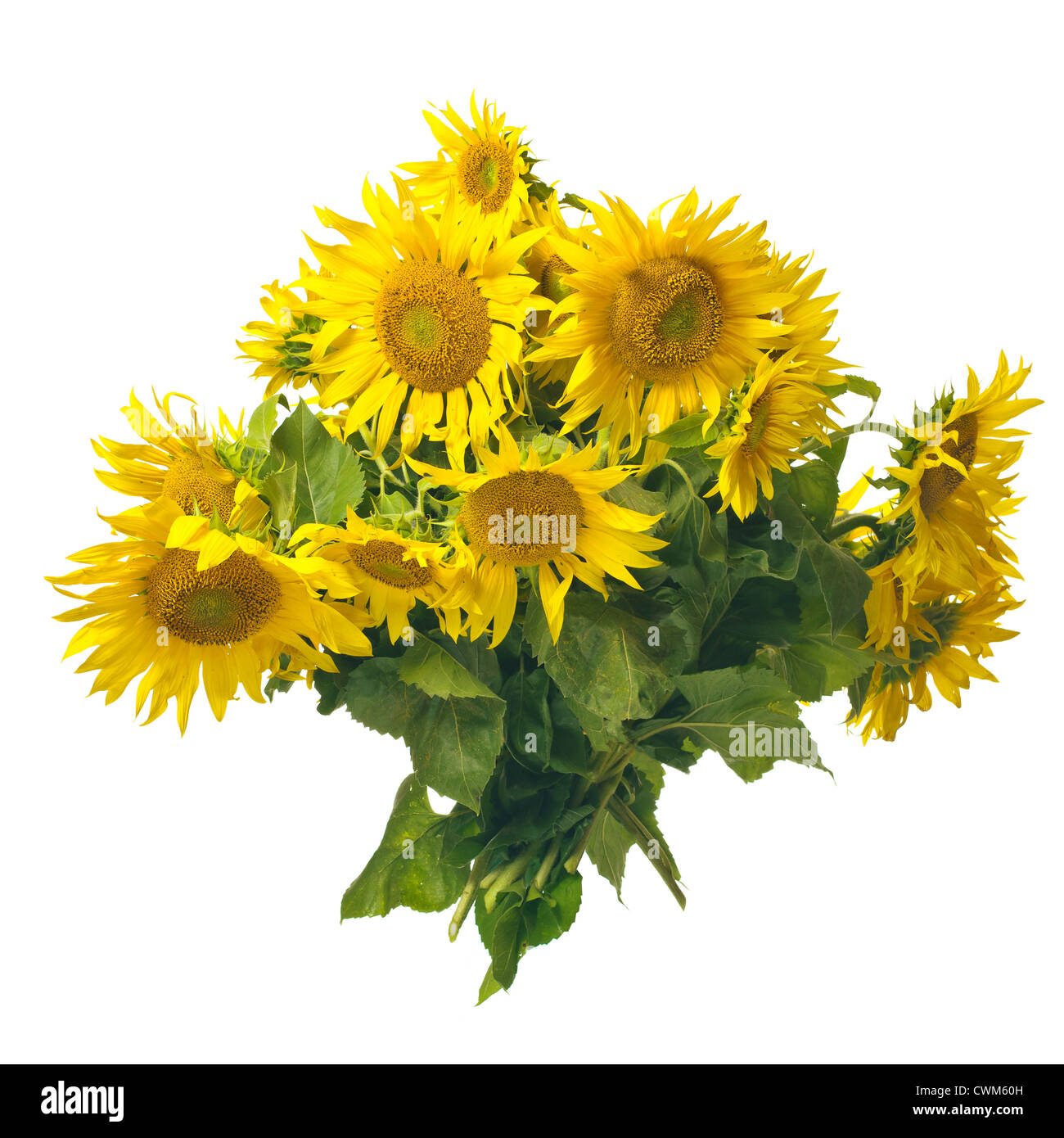 Beautiful sunflowers bouquet isolated on white background Stock Photo ...