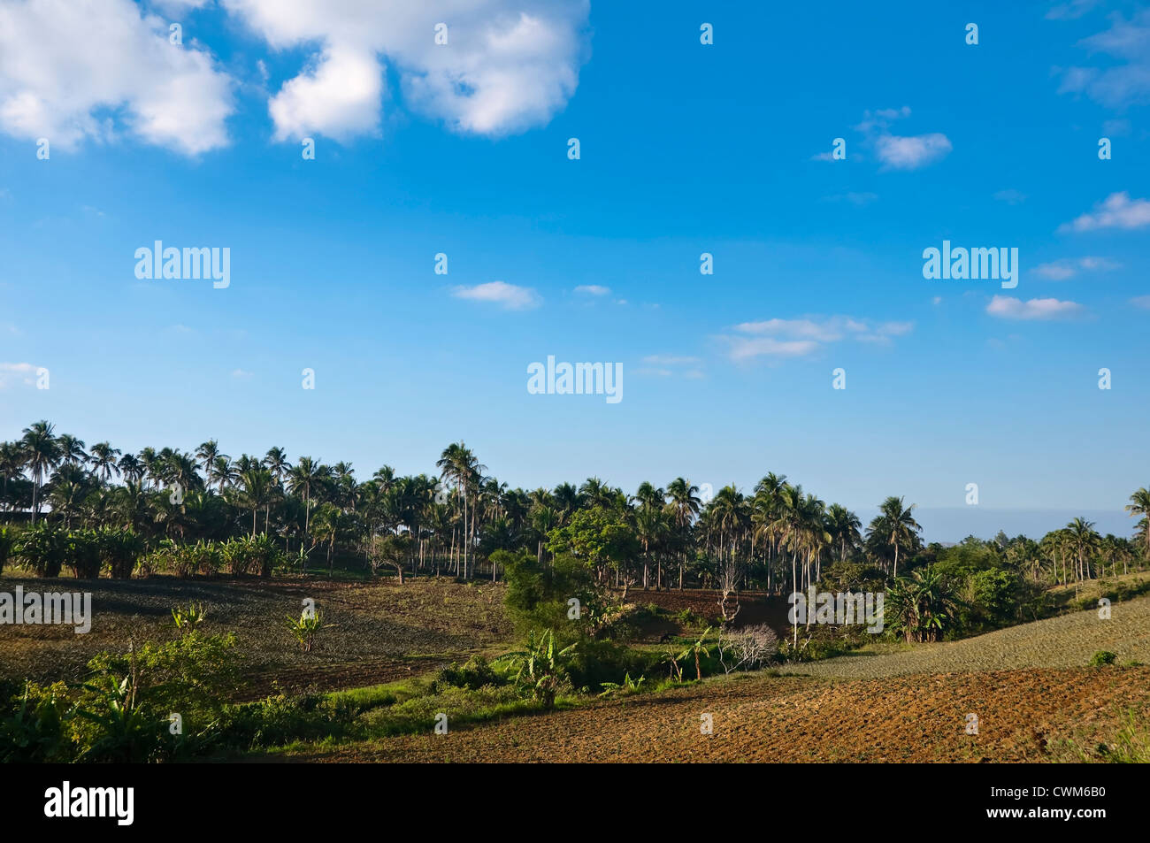 Coconut plantation philippines hires stock photography and images Alamy