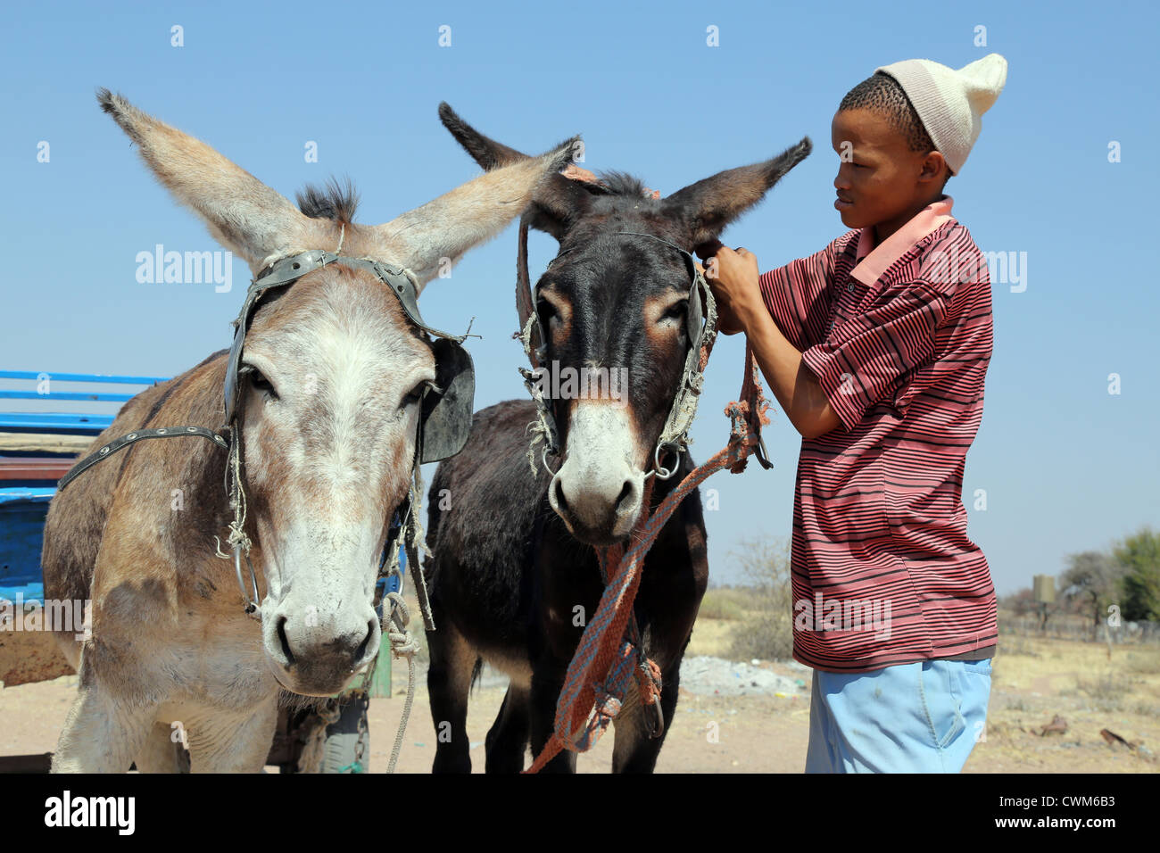 Boy of the indigenous San tribe stretches donkeys to a cart, Namibia, Kalahari desert Stock Photo