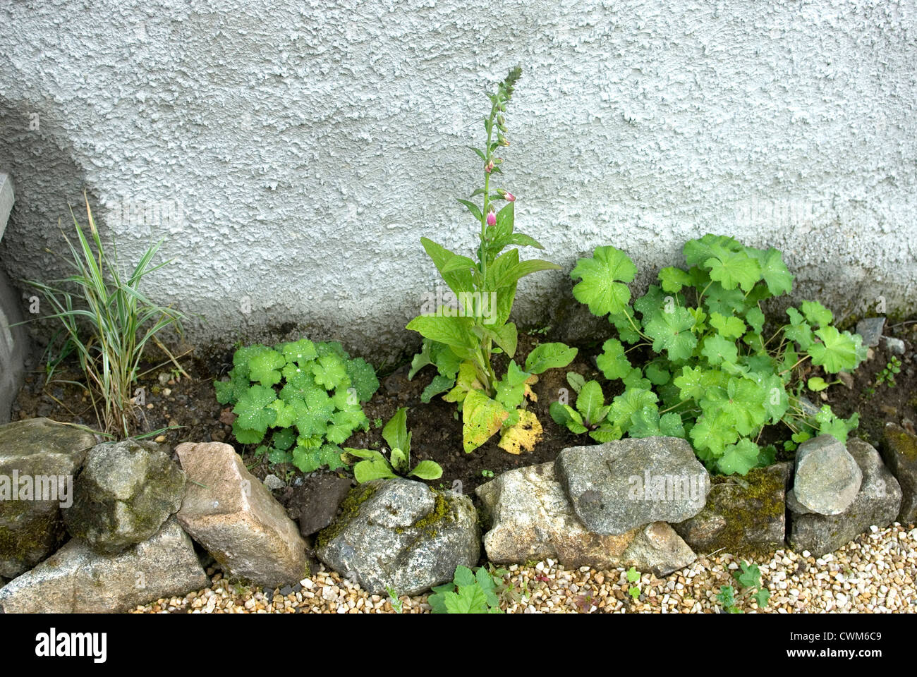 Tiny plants trying to grow amongst stones and pebbles in a small border