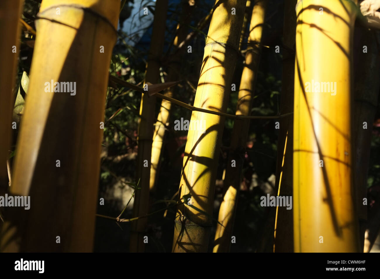Yellow bamboo in Kerala, India. Stock Photo