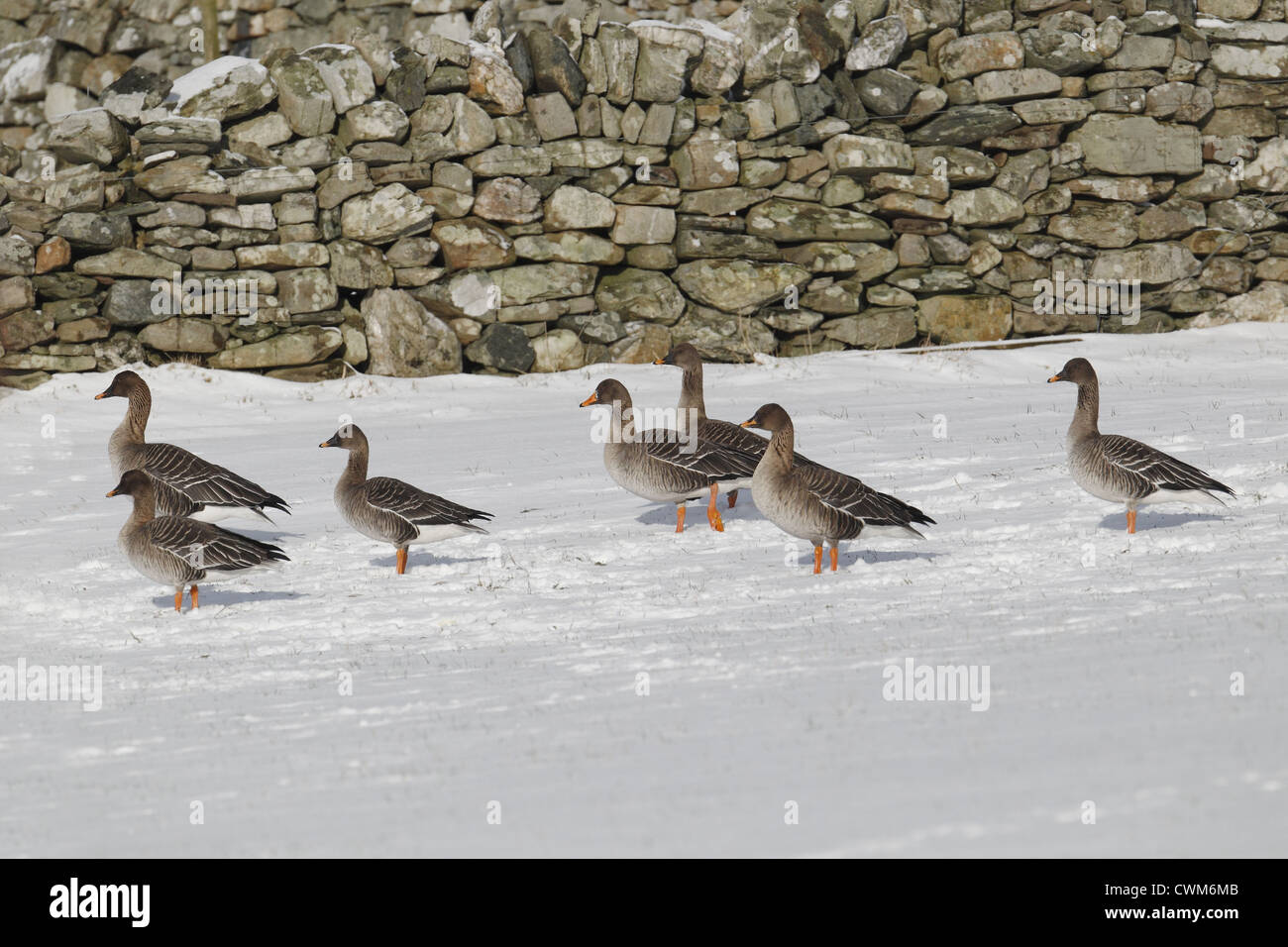 Mixed flock of Taiga Bean Geese (Anser fabalis fabalis) and Tundra Bean Geese (Anser fabalis