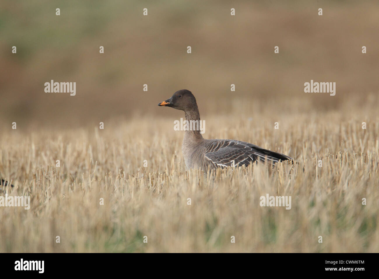 Tundra Bean Goose Anser fabalis rossicus Shetland, Scotland, UK Stock Photo Alamy