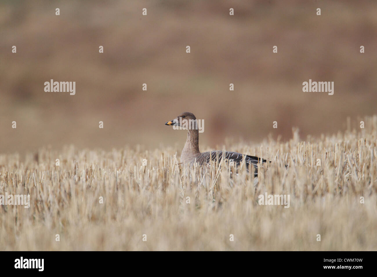 Tundra Bean Goose Anser fabalis rossicus Shetland, Scotland, UK Stock Photo Alamy