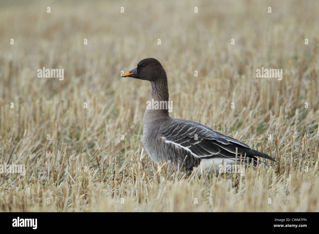 Tundra Bean Goose Anser fabalis rossicus Shetland, Scotland, UK Stock Photo Alamy