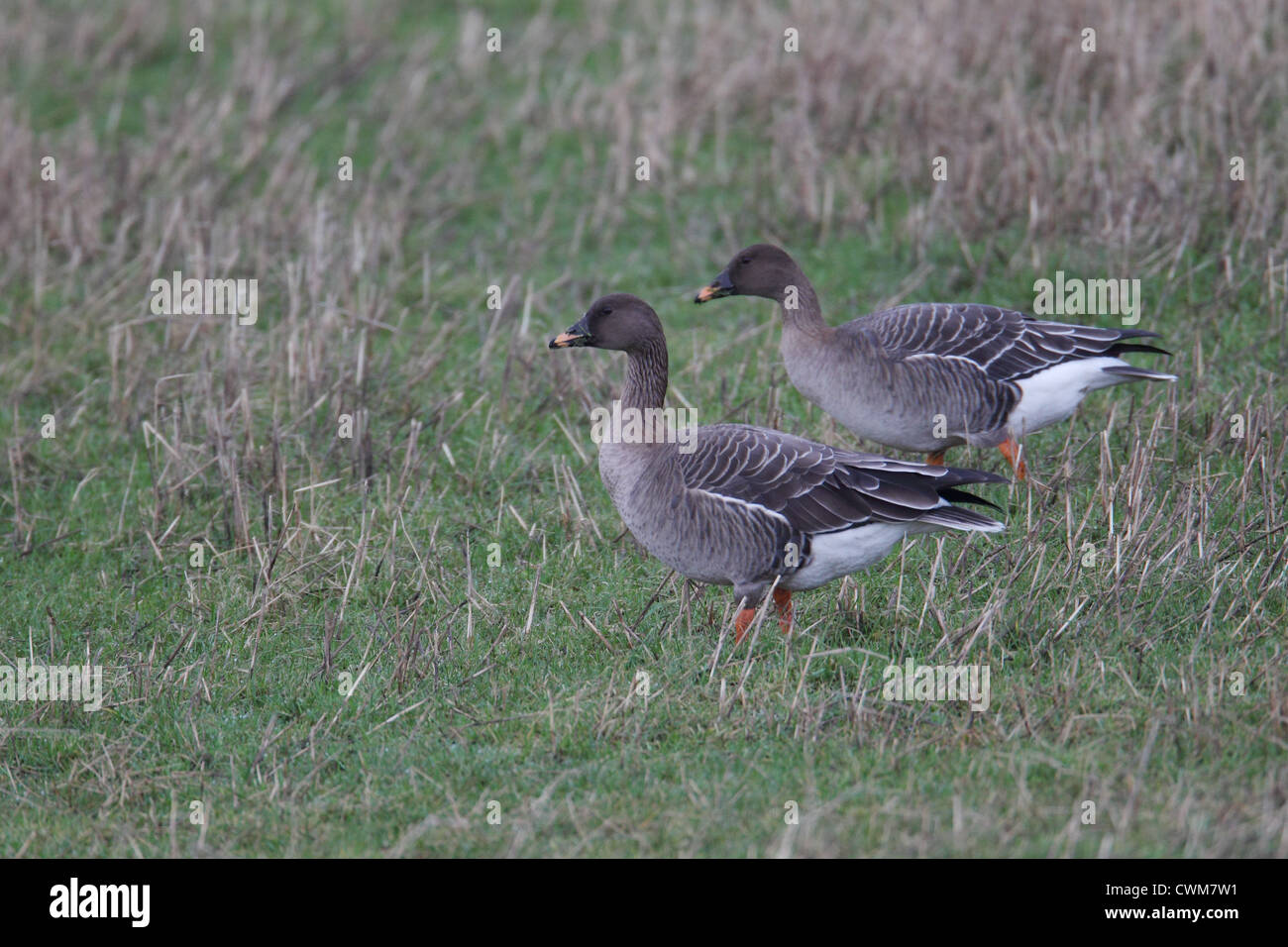 Tundra Bean Geese Anser fabalis rossicus Shetland, Scotland, UK Stock Photo Alamy