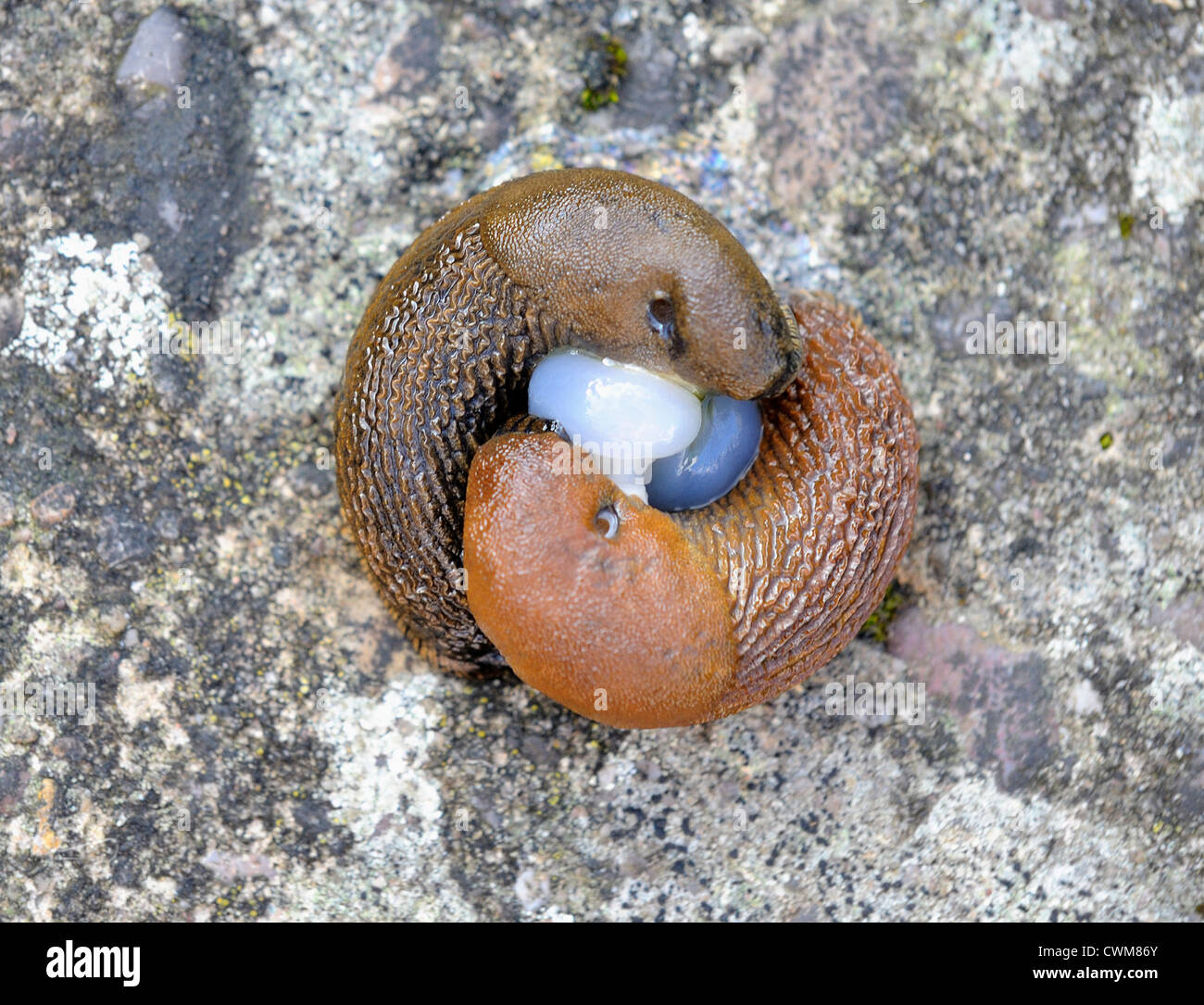 slugs mating england uk Stock Photo