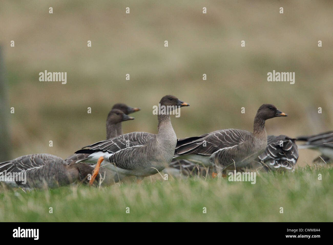 Tundra bean goose uk hires stock photography and images Alamy