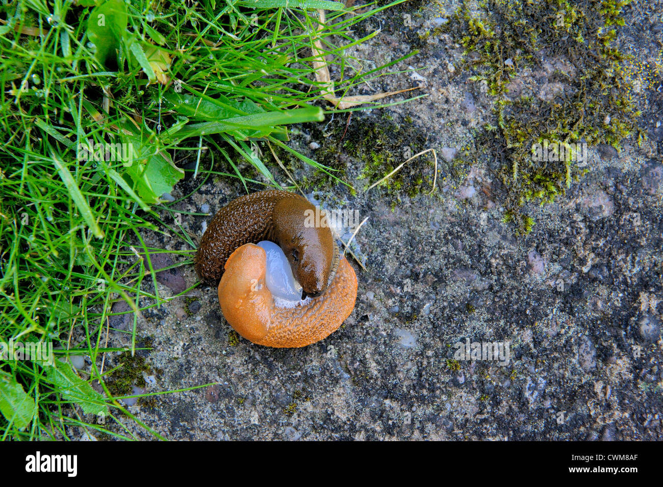 slugs mating england uk Stock Photo