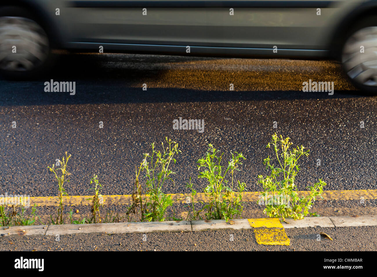 Kerbside weeds. Car passing by on a main road with weed growing by the kerb, England, UK Stock Photo