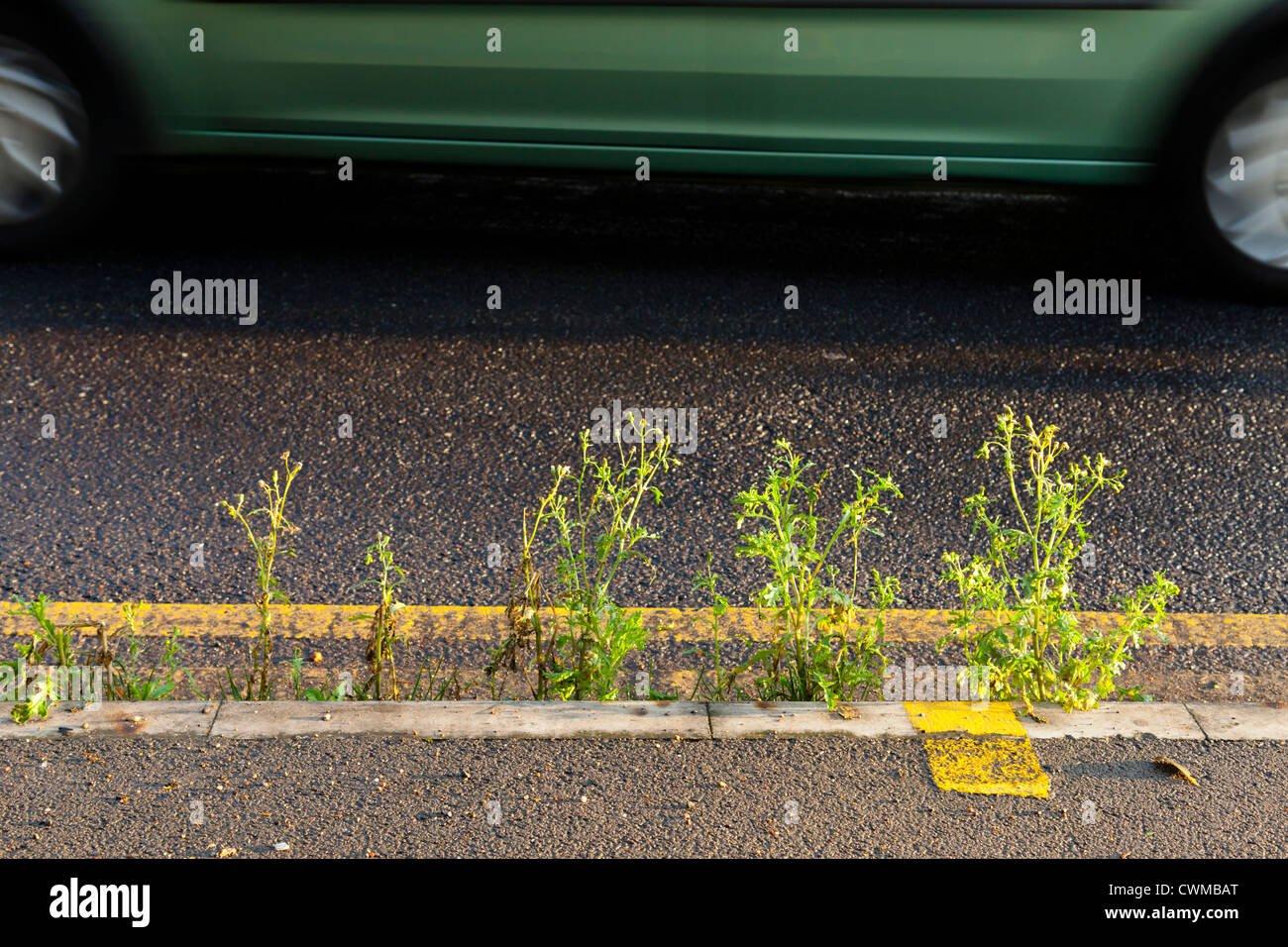 Roadside weeds. Kerb with weed growing on a main road with a car passing by, England, UK Stock Photo
