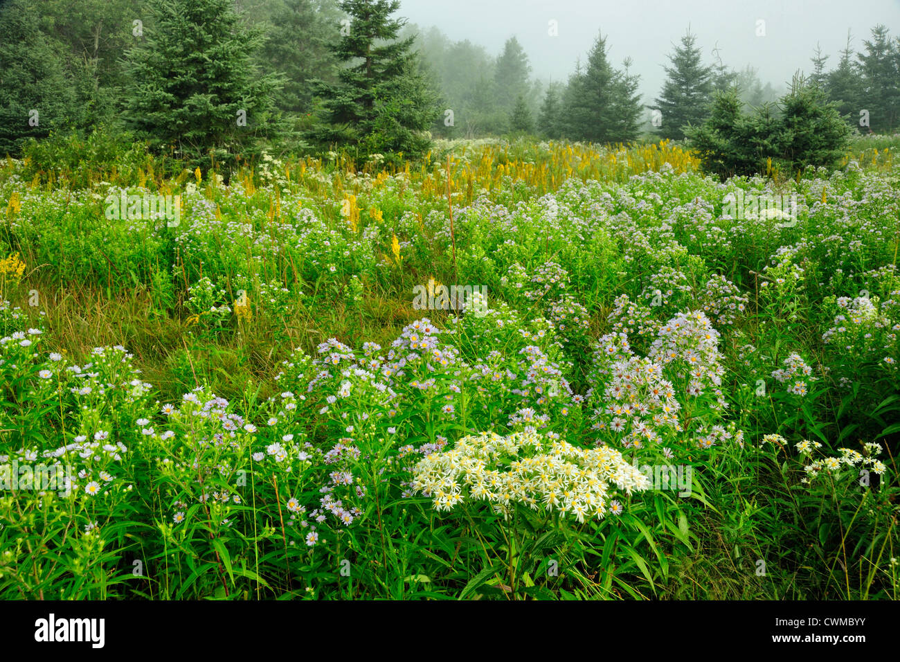 Asters and goldenrod in meadow, Greater Sudbury, Ontario, Canada Stock Photo