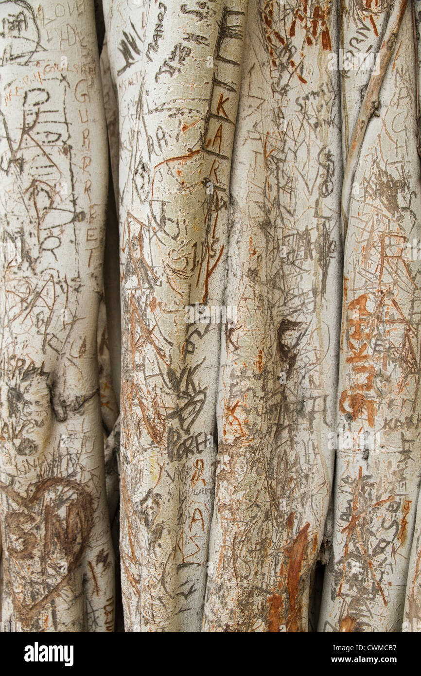 Name carved into tree hires stock photography and images Alamy