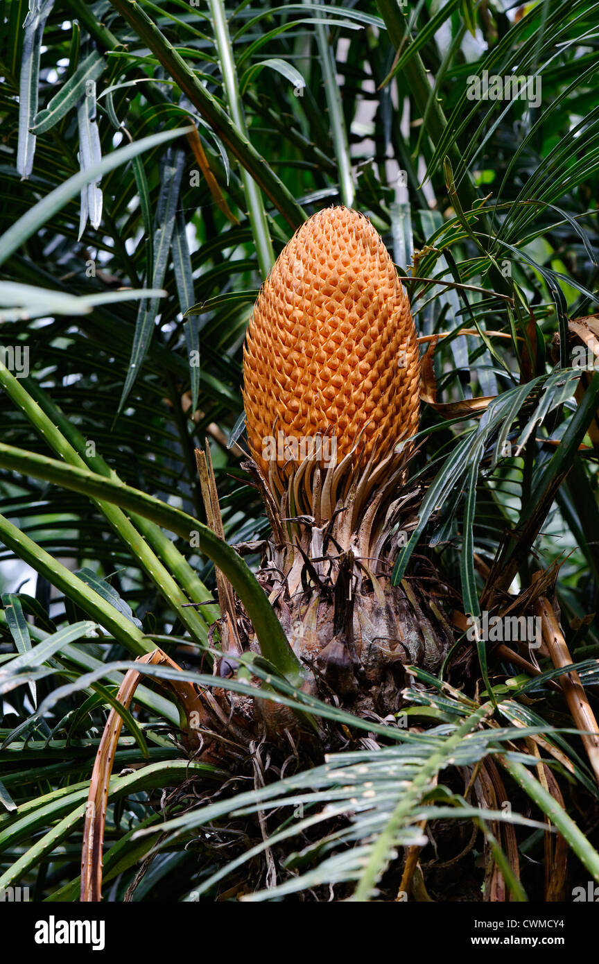 Cycas rumphii queen sago palm Kandy 'Sri Lanka' Stock Photo