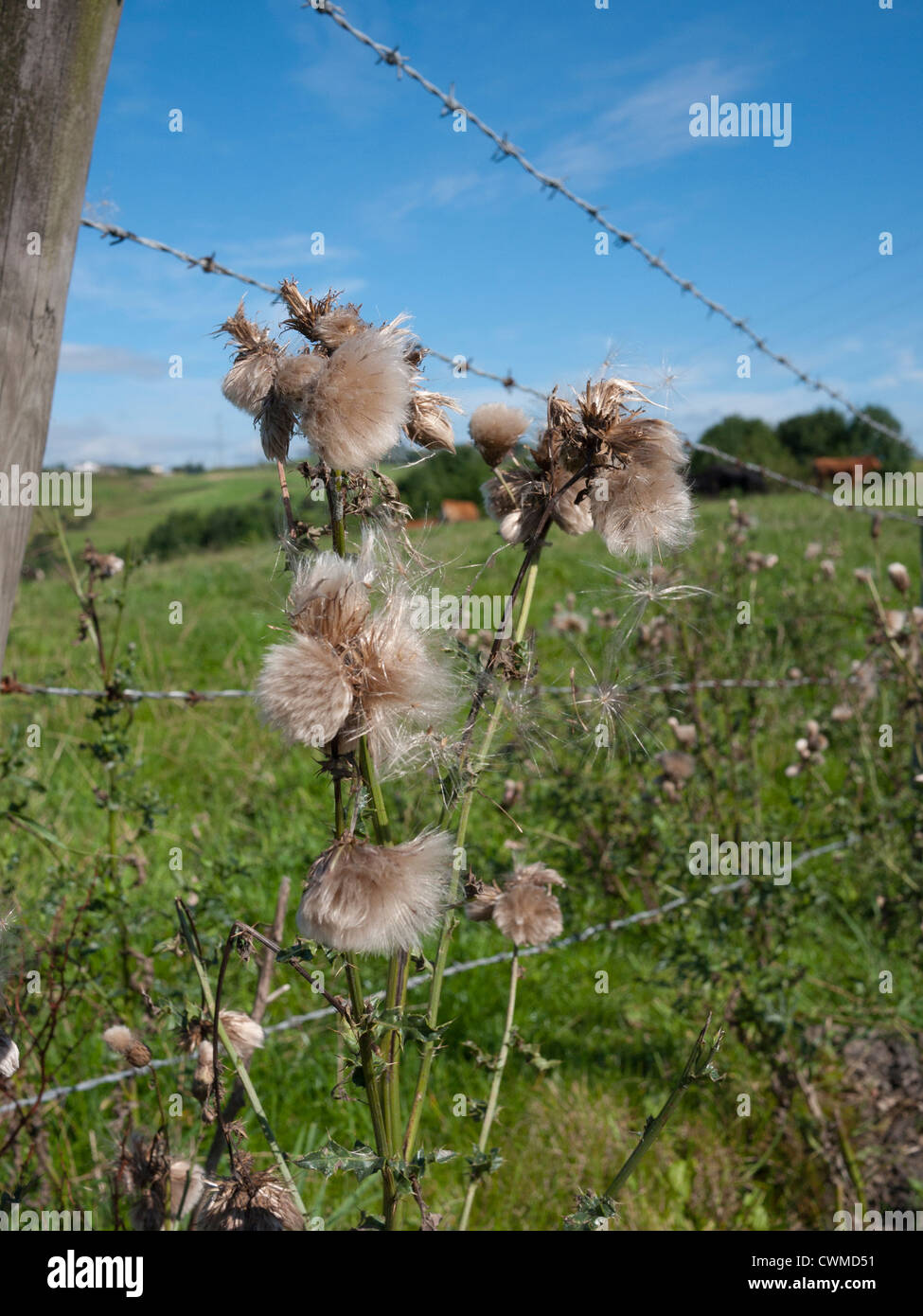Thistle Plant gone to seed, England, UK Stock Photo Alamy