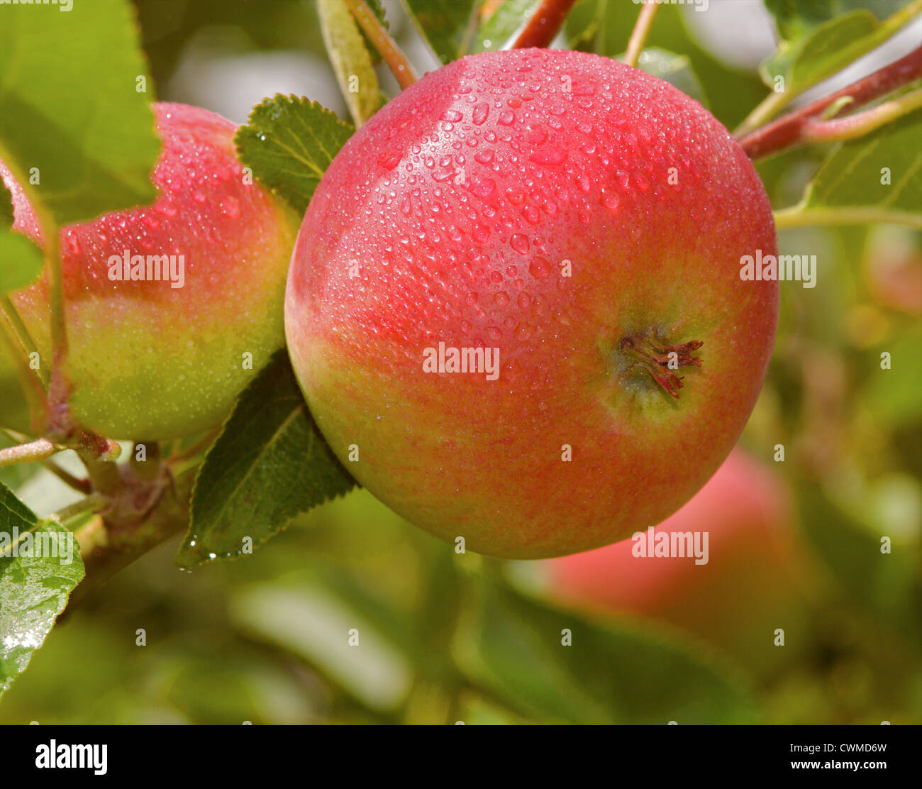 Perfect apple on tree Discovery Apple Stock Photo