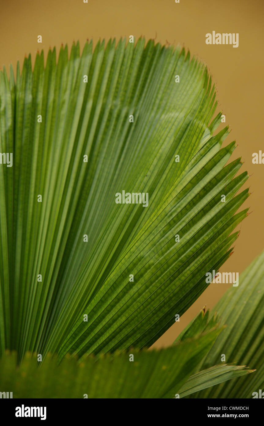 Licuala Grandis Stock Photos Amp Licuala Grandis Stock