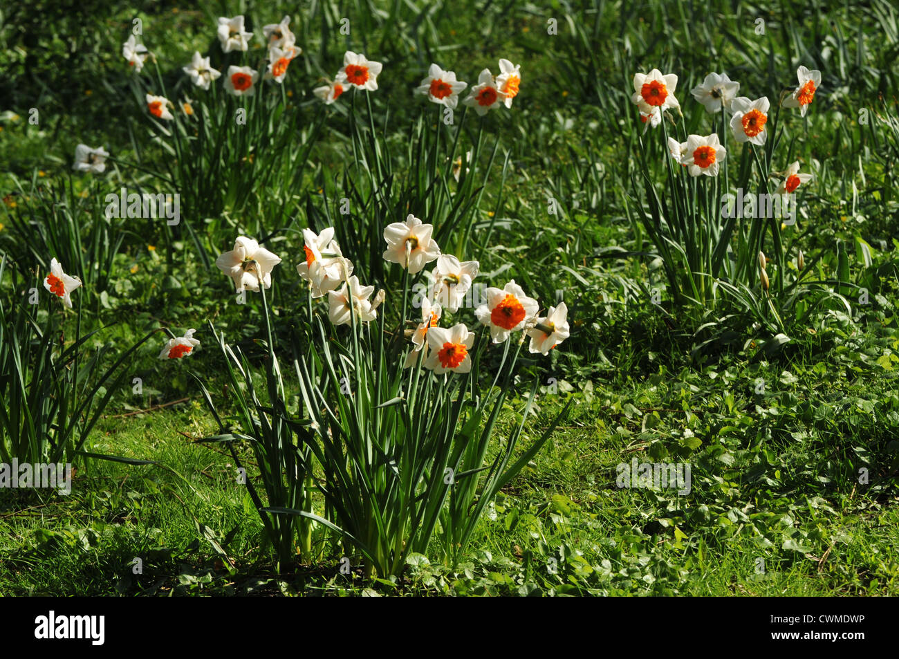 Daffodil leaves no flowers hires stock photography and images Alamy