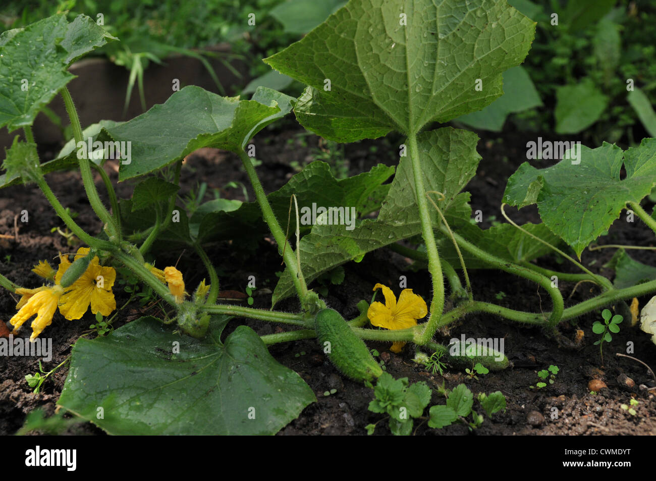 Cucumis sativus leaf hi-res stock photography and images - Alamy